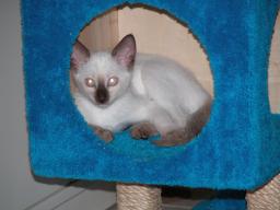kittens - 071007 33